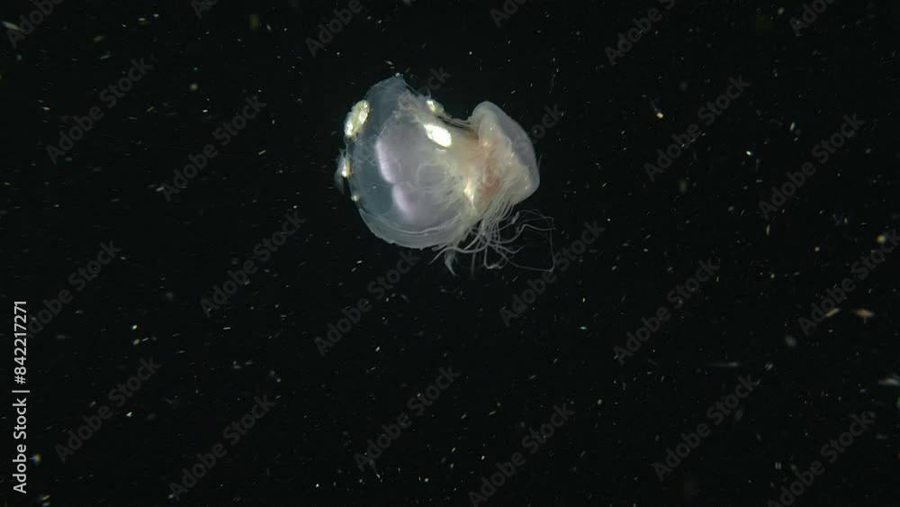 A large and a small jellyfish are linked by their tentacles and swim together at night in the water column. Around them swim small fish that use them as a shelter. A large and a small jellyfish are linked by their tentacles and swim together at night in the water column. Around them swim small fish that use them as a shelter.