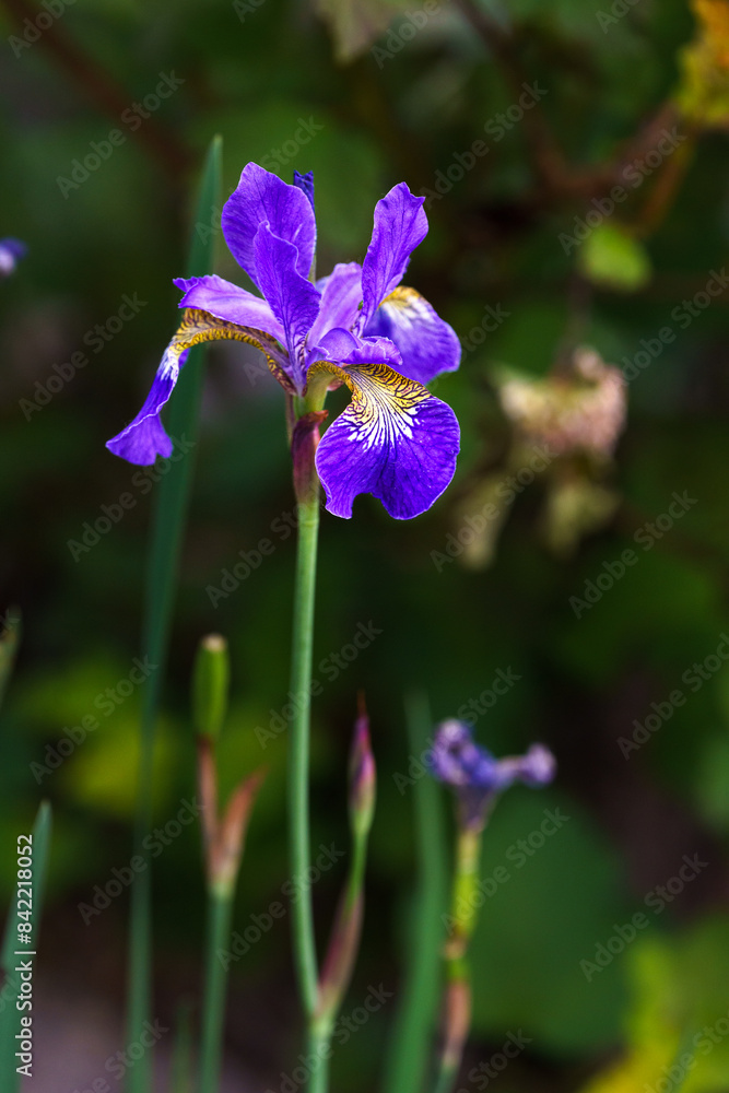 Siberian iris Siberian iris
