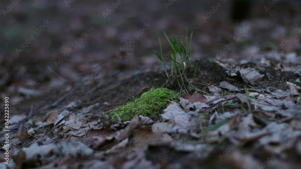 Environmental Protection Concept. Man Feet Steps in Autumn Spring Forest on Floor Covered with Dry Leaves and small Green Grass close-up. Environmental Protection Concept. Man Feet Steps in Autumn Spring Forest on Floor Covered with Dry Leaves and small Green Grass close-up.