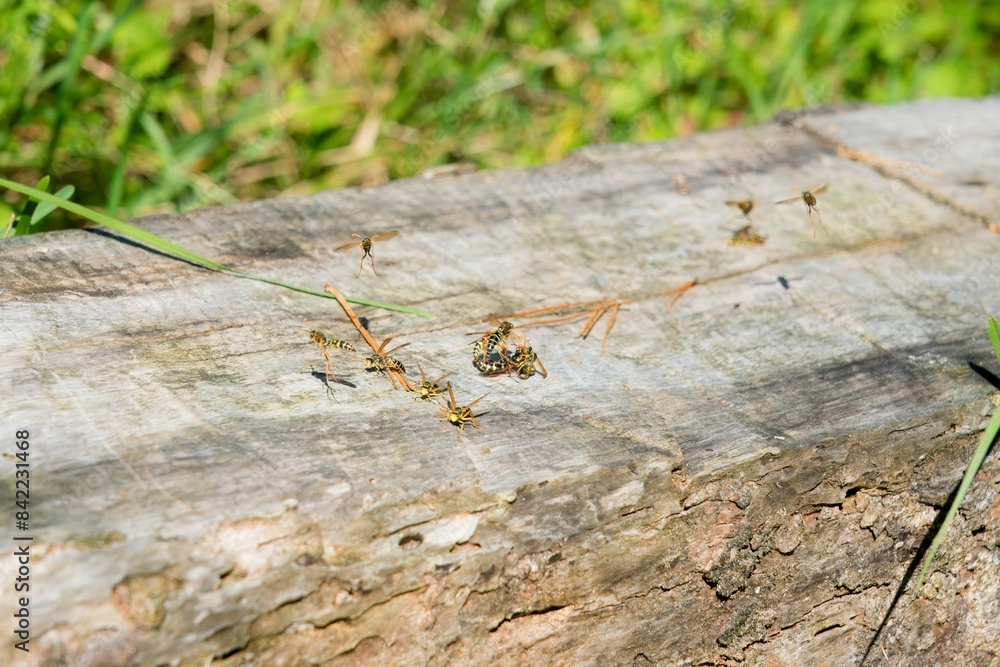 Fototapeta premium Wasps Fighting