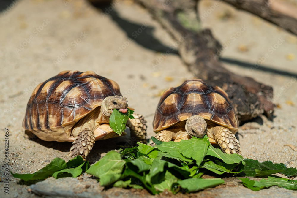 Obraz premium Sucata tortoise eating vegetables with nature background