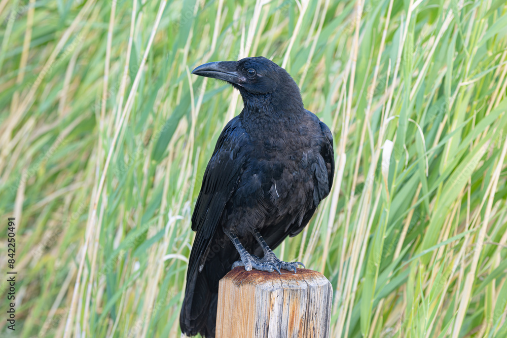 Fototapeta premium Raven bird posing on fence post