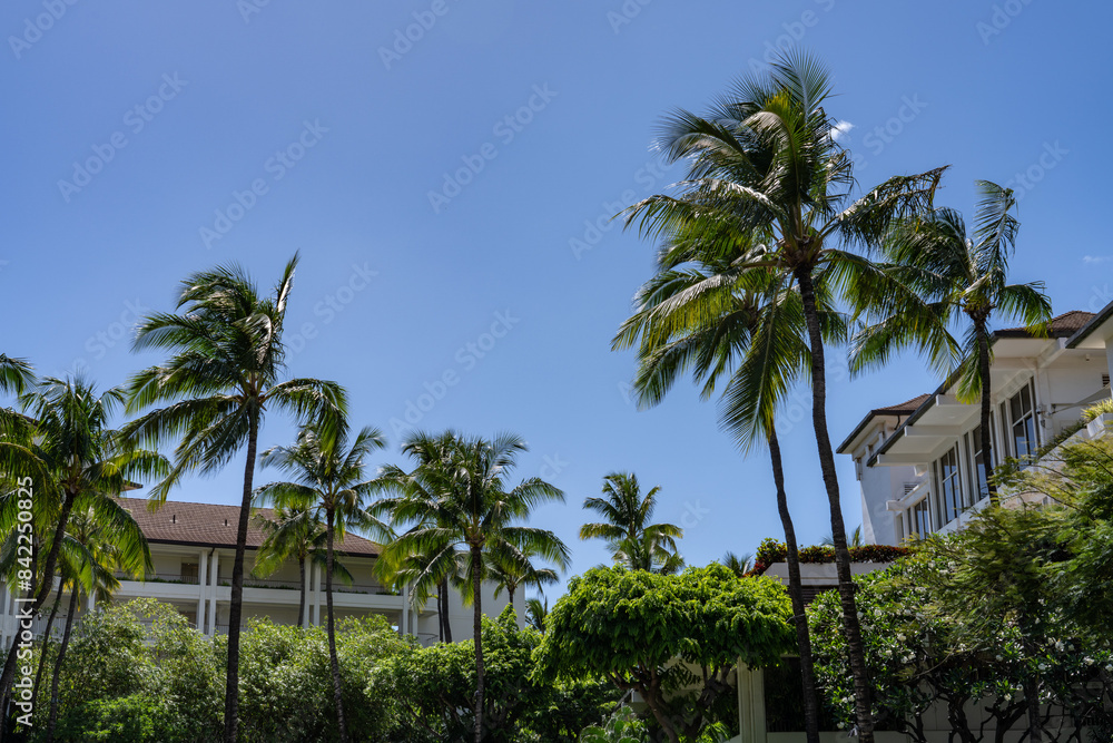 Fototapeta premium Four Seasons Resort Oahu at Ko Olina, he coconut tree (Cocos nucifera) is a member of the palm tree family (Arecaceae) and the only living species of the genus Cocos. coconut palm 