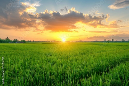 Golden Sunset Over Rice Paddy Fields