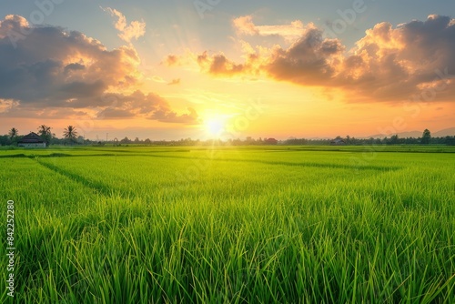 Golden Sunset Over Rice Paddy Fields