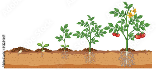 Illustration of tomato plant development stages