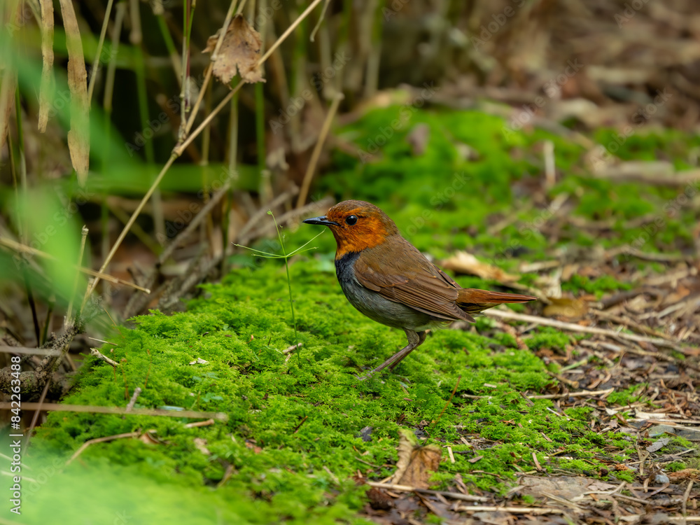 Obraz premium 森の中で地面に降りてエサを探しているコマドリの雄
