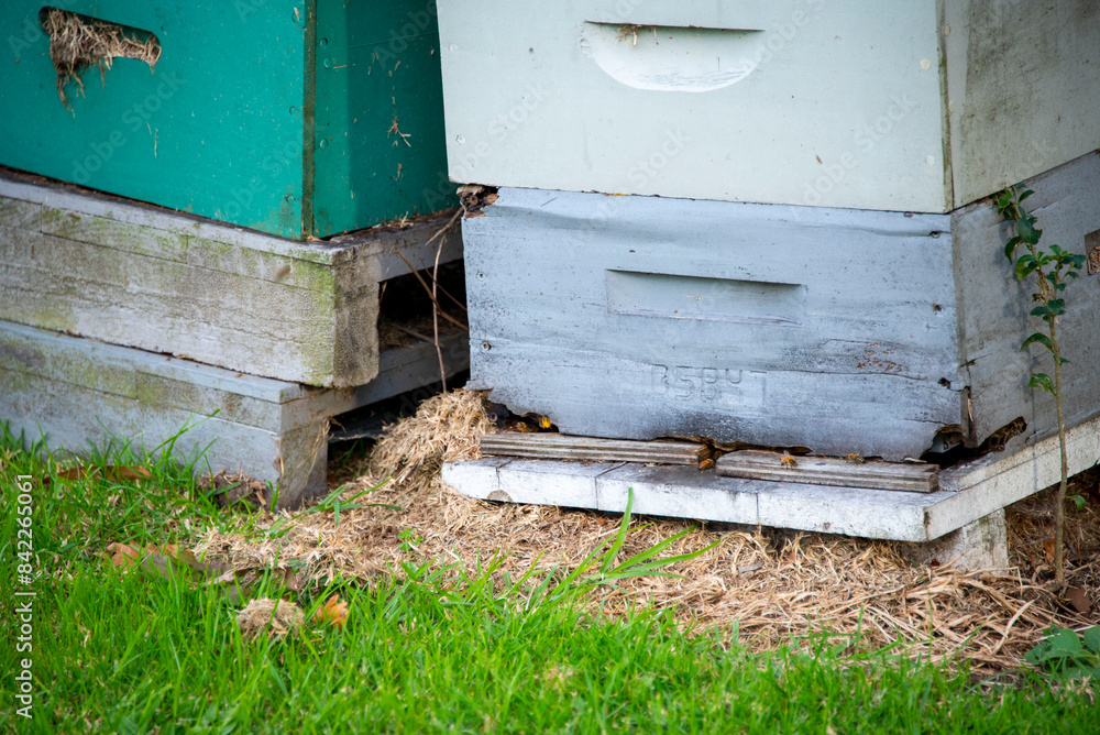 Bee Hive - New Zealand Bee Hive - New Zealand