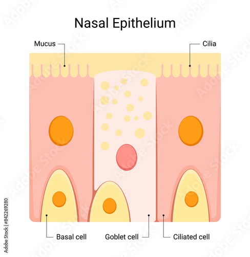Structure of nasal epithelium illustration