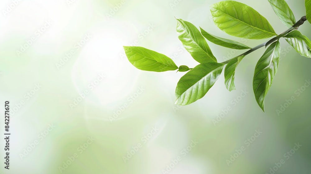 Natural concept environment and organic products Green abstract arrow natural design Natural design flyer layout marketing material copy space : Generative AI Natural concept environment and organic products Green abstract arrow natural design Natural design flyer layout marketing material copy space : Generative AI