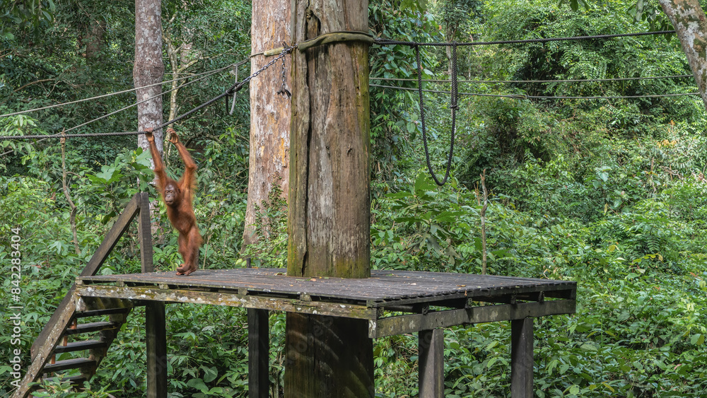 An orangutan stands on a plank platform, holding onto a stretched rope with his hands. Lush green vegetation of the rainforest around. Sepilok Orangutan Rehabilitation Centre. Malaysia. Borneo. An orangutan stands on a plank platform, holding onto a stretched rope with his hands. Lush green vegetation of the rainforest around. Sepilok Orangutan Rehabilitation Centre. Malaysia. Borneo.