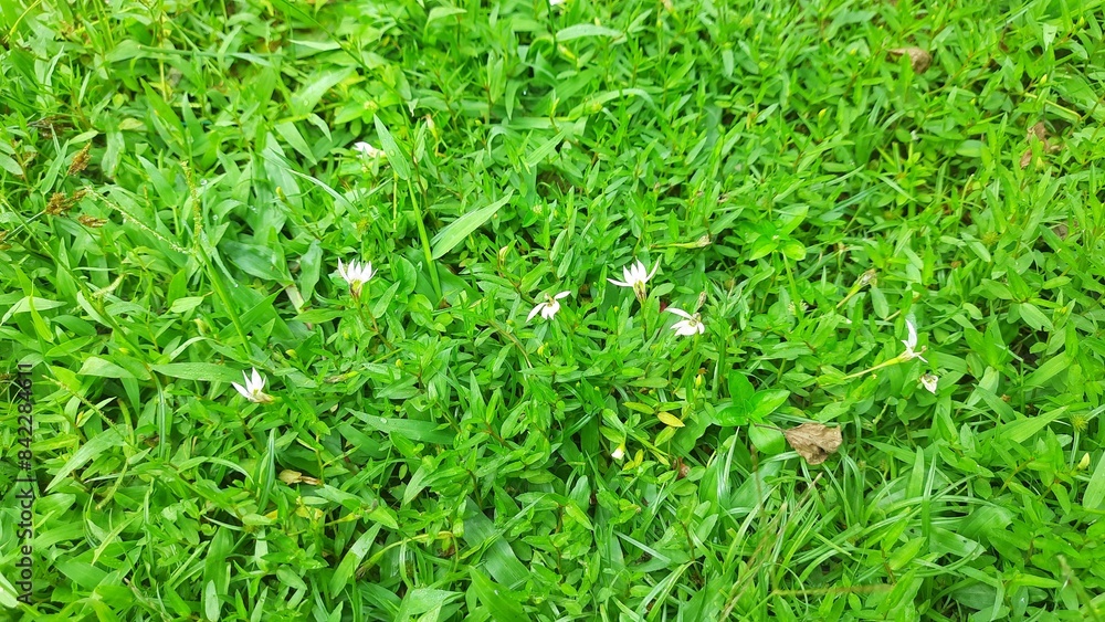 Lawn Grass texture with tinny white flowers Lawn Grass texture with tinny white flowers