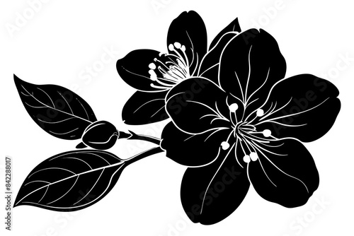 Apple blossom black vector silhouette illustration 