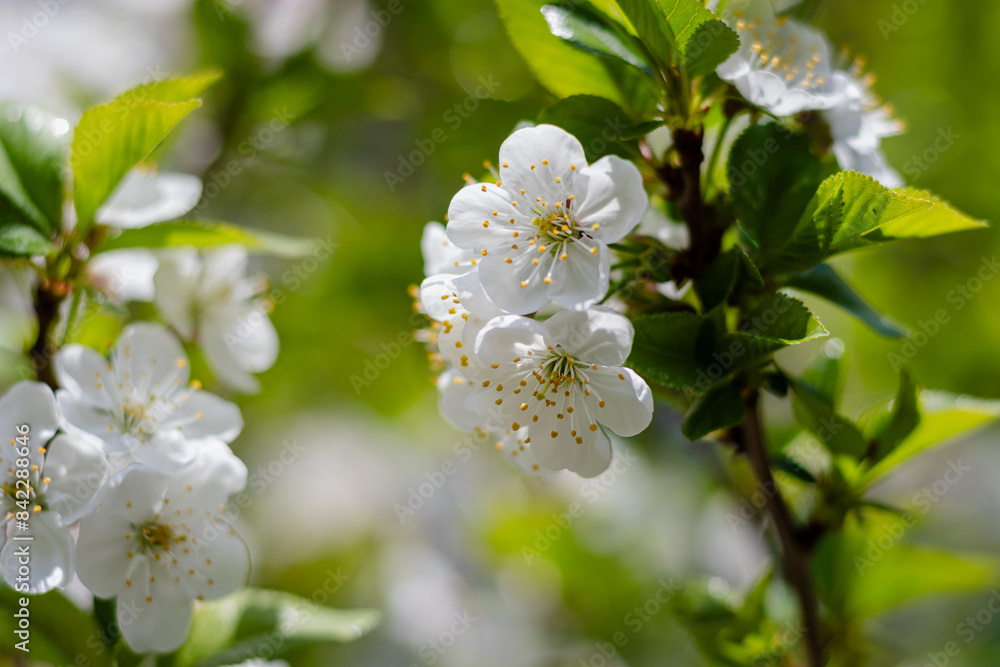 A blooming white cherry tree in the sunlight. Selective cherry blossom focus. Beautiful background of spring blooming. Branches of a cherry tree on a sunny day against a blue sky background. A blooming white cherry tree in the sunlight. Selective cherry blossom focus. Beautiful background of spring blooming. Branches of a cherry tree on a sunny day against a blue sky background.