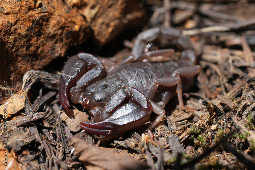 Closeup on a Pacific or Western Forest Scorpion, Uroctonus mordax sitting on the ground in North California Closeup on a Pacific or Western Forest Scorpion, Uroctonus mordax sitting on the ground in North California