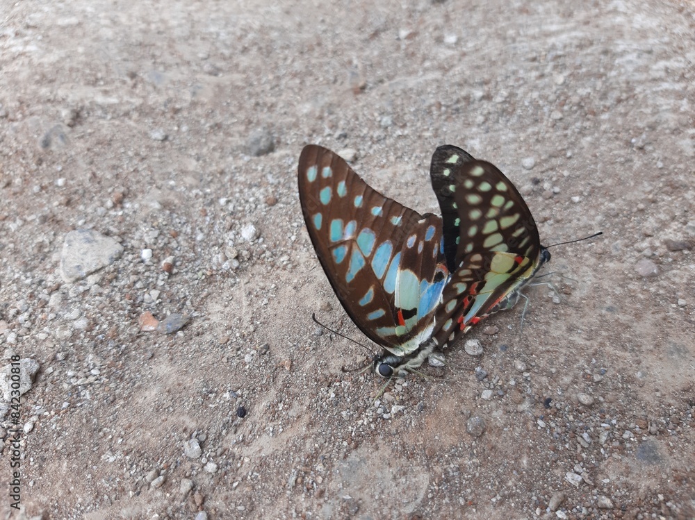 Fototapeta premium mating butterflies, two blue butterflies breeding