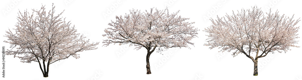 ソメイヨシノ桜樹木切り抜きセット透過PNG背景白