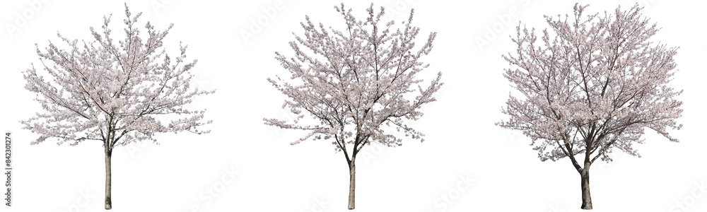 ソメイヨシノ桜樹木切り抜きセット透過PNG背景白 ソメイヨシノ桜樹木切り抜きセット透過PNG背景白