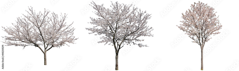 ソメイヨシノ桜樹木切り抜きセット透過PNG背景白 ソメイヨシノ桜樹木切り抜きセット透過PNG背景白