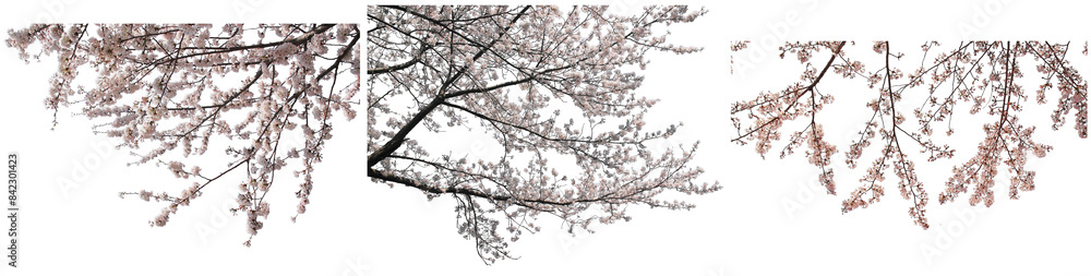 桜の枝フレーム切り抜きセット透過PNG背景白 桜の枝フレーム切り抜きセット透過PNG背景白