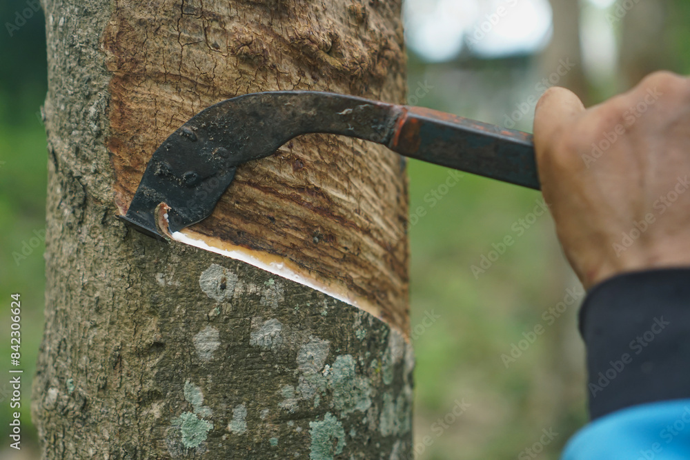 The gardener's hand is holding a knife and cutting against rubber.rubber tree that was tapped Latex that is flowing down in the supporting container The gardener's hand is holding a knife and cutting against rubber.rubber tree that was tapped Latex that is flowing down in the supporting container
