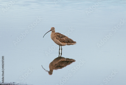 great blue heron ardea cinerea