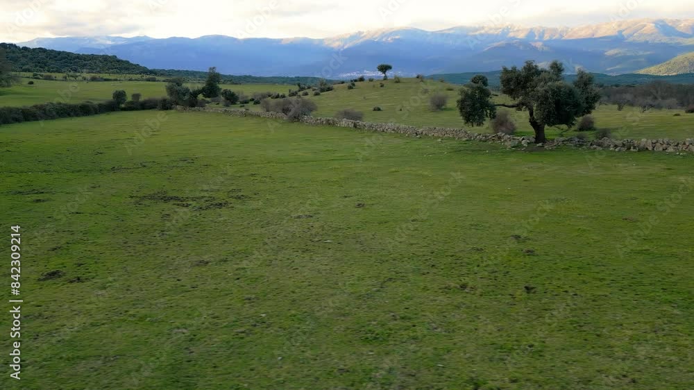 lateral flight with a drone over some green meadows with stone walls and leafless trees in the middle of the background we have some mountains giving the sun in the golden hour of the afternoon lateral flight with a drone over some green meadows with stone walls and leafless trees in the middle of the background we have some mountains giving the sun in the golden hour of the afternoon