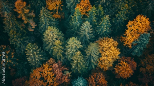 Overhead view of a forest in autumn  showcasing a breathtaking array of fall colors from green to amber