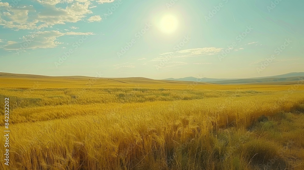Expanse of Yellow Wheat Fields