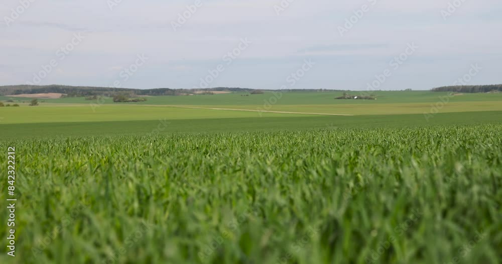 green wheat in the field in spring, a new fertile wheat harvest in late spring green wheat in the field in spring, a new fertile wheat harvest in late spring