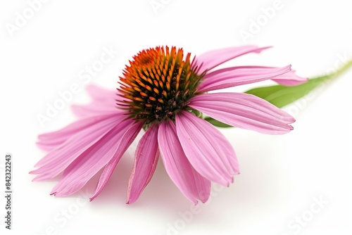 Echinacea photo on white isolated background