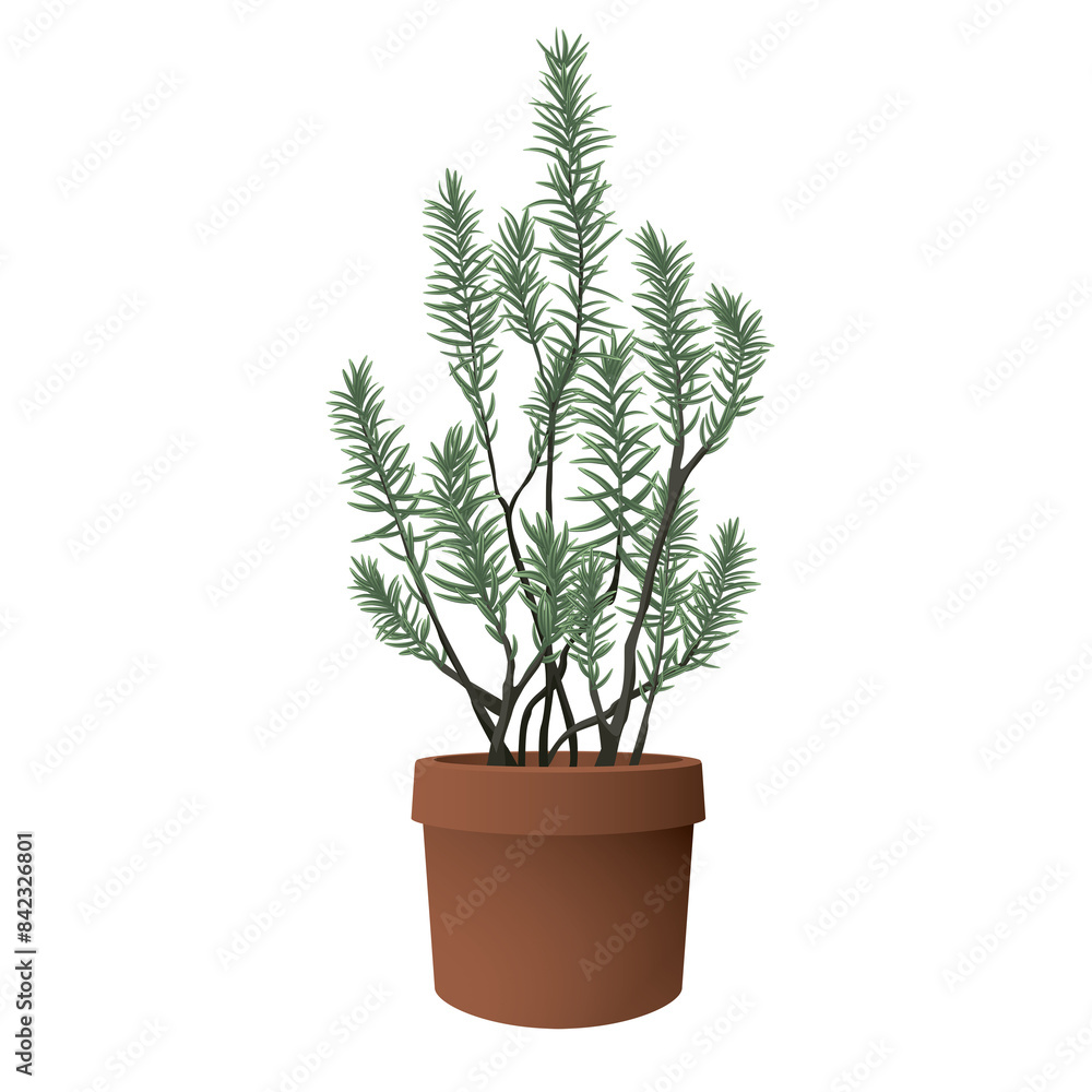 Rosemary in terracotta pot side view isolated graphic illustrated Rosemary in terracotta pot side view isolated graphic illustrated