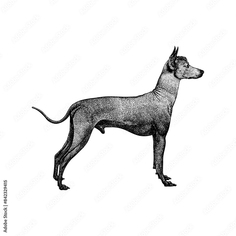 Peruvian Inca Orchid Dog hand drawing vector isolated on background. Peruvian Inca Orchid Dog hand drawing vector isolated on background.