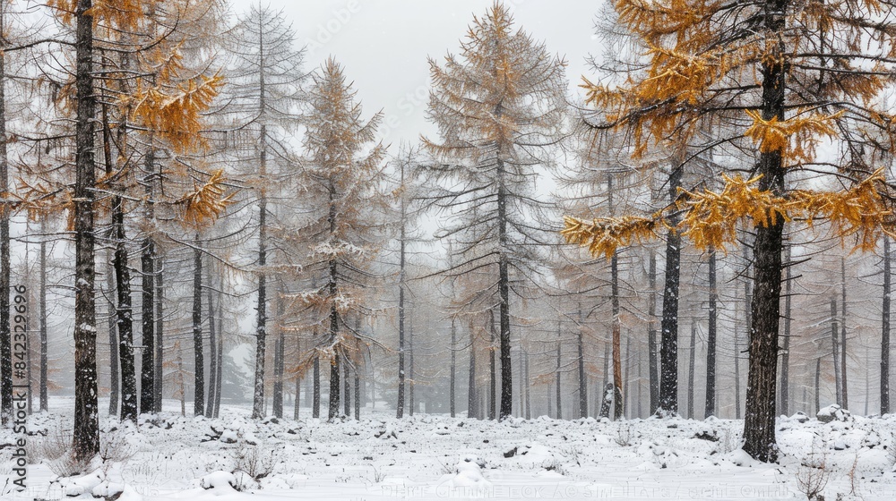 Larch tree trunks stand out against snowy backdrop under winter overcast sky Larch tree trunks stand out against snowy backdrop under winter overcast sky