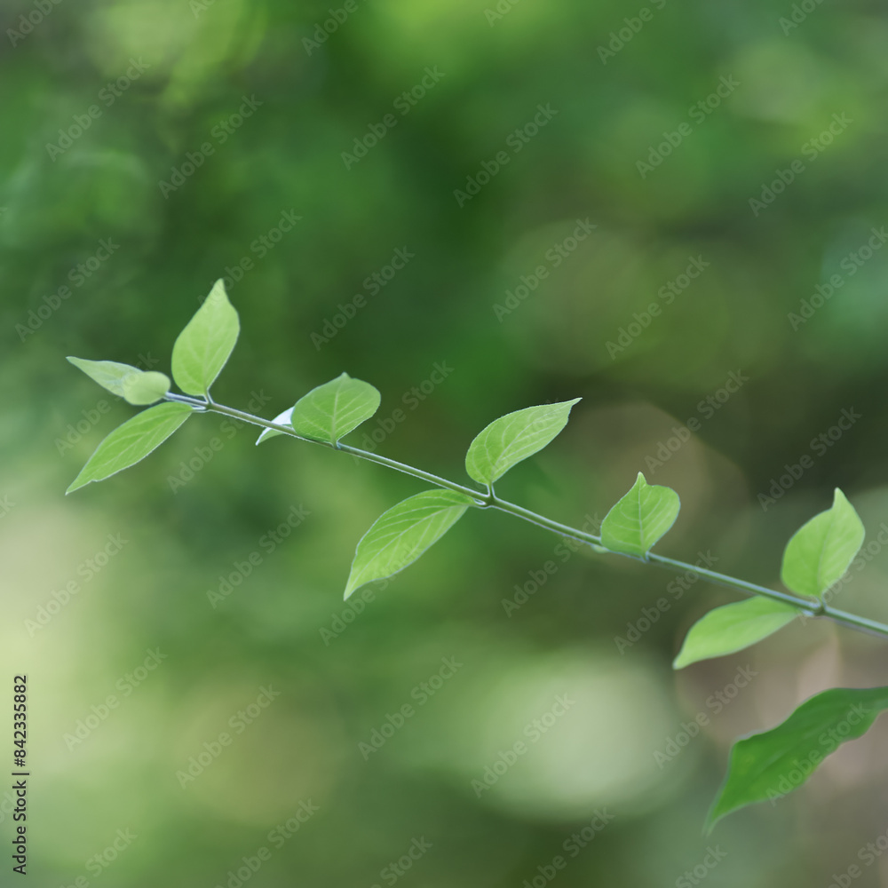 Green leaves background. Selective and soft focus. Copy space. Green leaves background. Selective and soft focus. Copy space.
