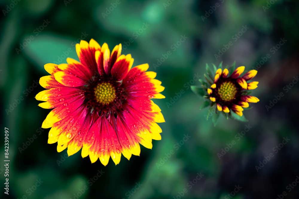 A close-up of a celestial flower blooming in the park A close-up of a celestial flower blooming in the park