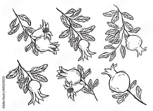 Set of different branches with flowers, leaves and pomegranate. Vector botanical linear black and white set, hand drawn in linocut style. For food and cosmetics packaging design, menus and recipes.