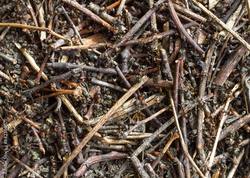 Anthill close-up. Red ants in the wild. Anthill view from above. Anthill close-up. Red ants in the wild. Anthill view from above.