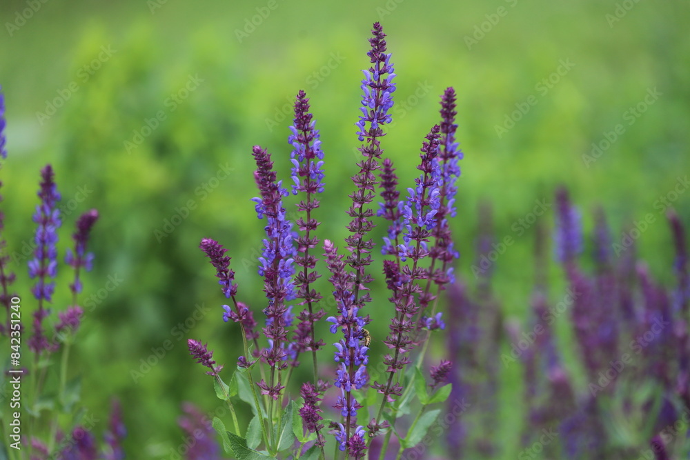 Fototapeta premium Salvia nemorosa. Salvias in different colors in garden.