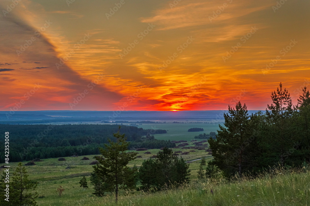 Naklejka premium Magnificent sunset against the backdrop of a pine forest on a summer evening