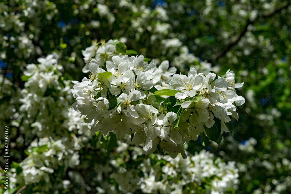 Apple tree blossom in spring time Apple tree blossom in spring time