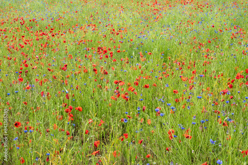 Champ de fleurs sauvages colorées