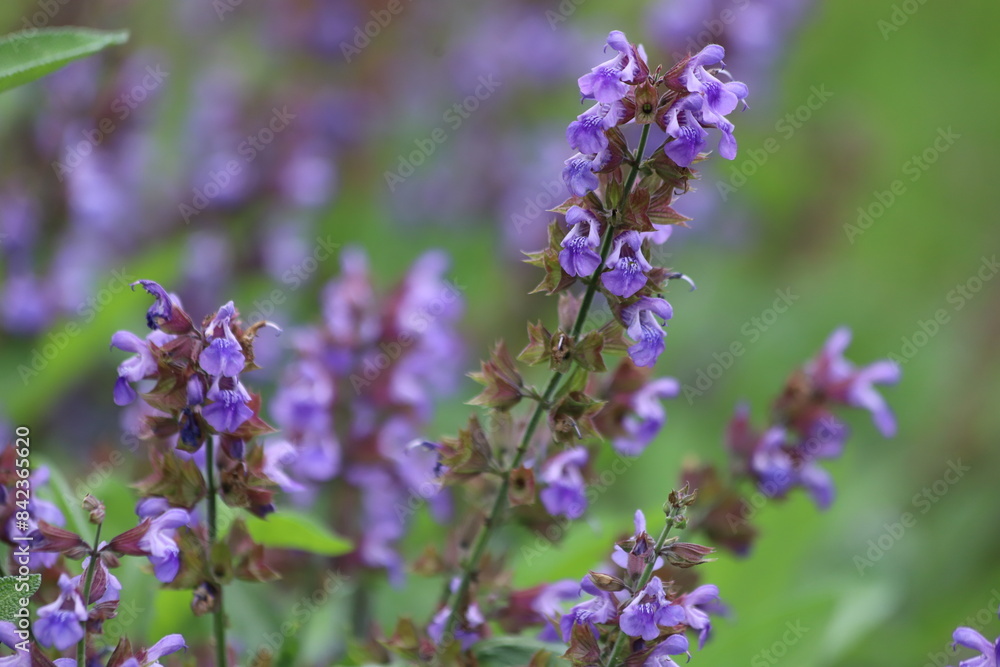 Salvia officinalis. Purple sage flowers in the garden. Salvia officinalis. Purple sage flowers in the garden.