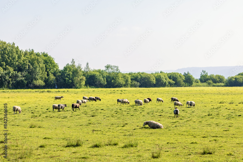 Flock of sheeps grazing on a grass meadow in the countryside Flock of sheeps grazing on a grass meadow in the countryside