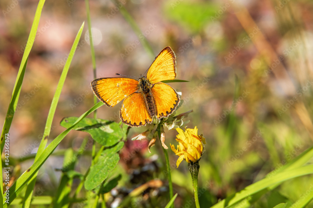 Beautiful Scarce copper butterfly on a sunny meadow in the summer Beautiful Scarce copper butterfly on a sunny meadow in the summer