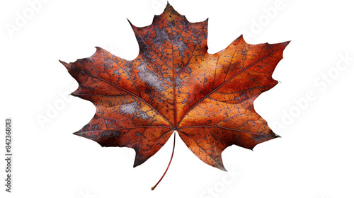 Autumn maple leaf