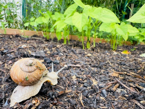 Escargot dans un potager photo