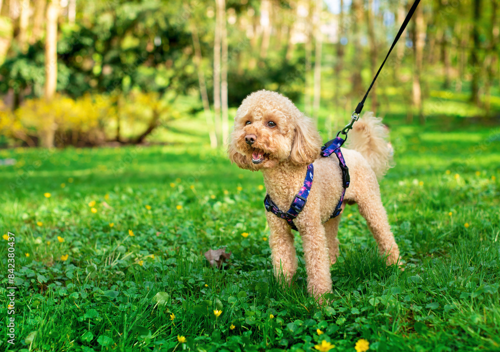 A toy poodle dog stands in a meadow on the background of a park. A dog with an open mouth looks intently to the side. The dog has a leash from Waudog. The photo is horizontal and blurry A toy poodle dog stands in a meadow on the background of a park. A dog with an open mouth looks intently to the side. The dog has a leash from Waudog. The photo is horizontal and blurry