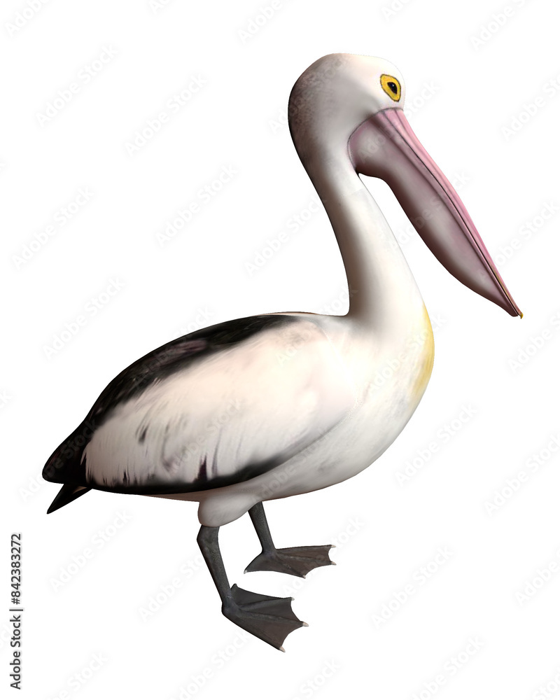 Obraz premium pelican on white background