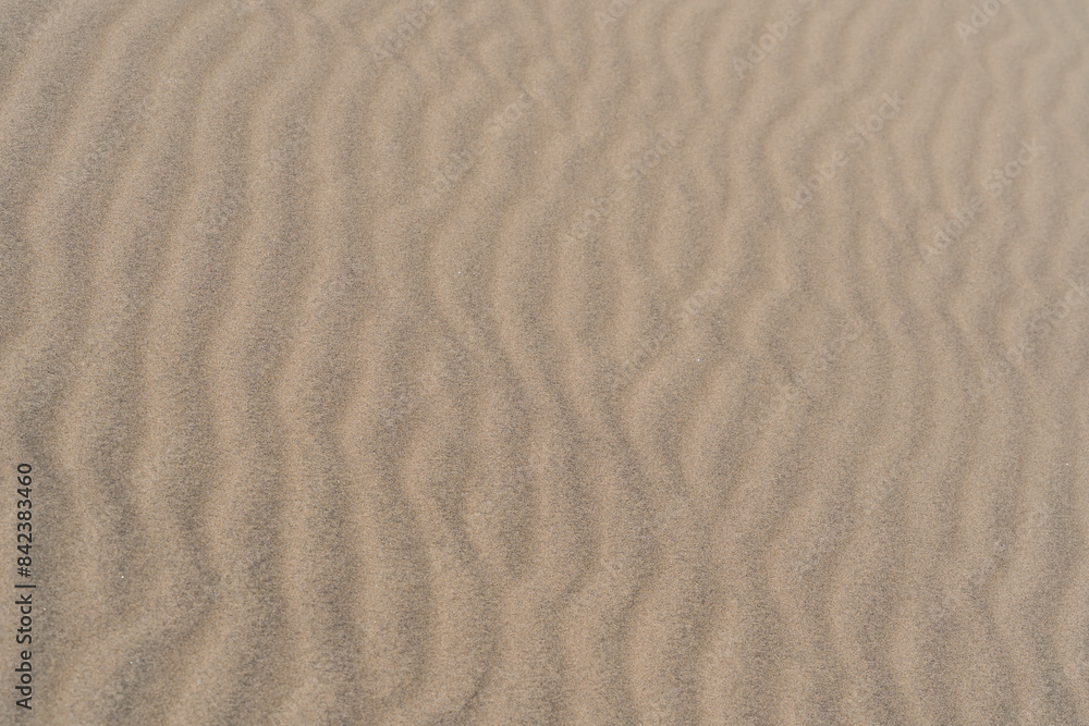 Obraz premium たくさんの観光客が訪れる、日本の鳥取砂丘の風景